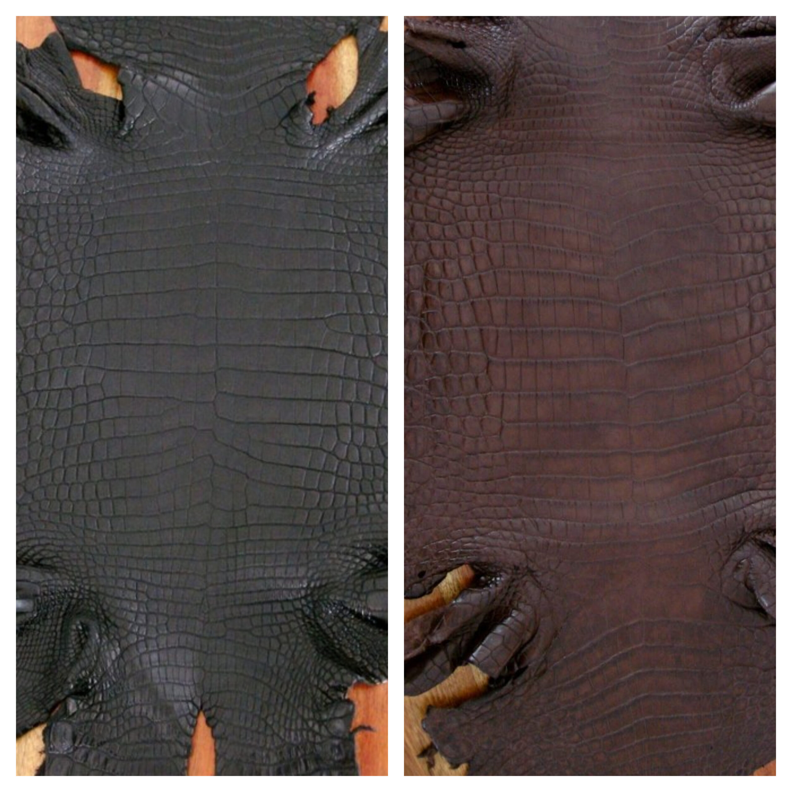 Newly Arrived Nile Crocodile